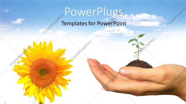  Presentation with sunflower - A person with a plant in his hand and a sunflower
