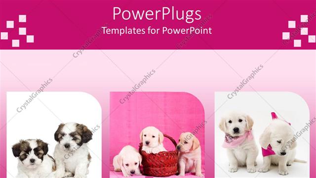  Presentation with dogs - Picture of seven dogs with pink and white background