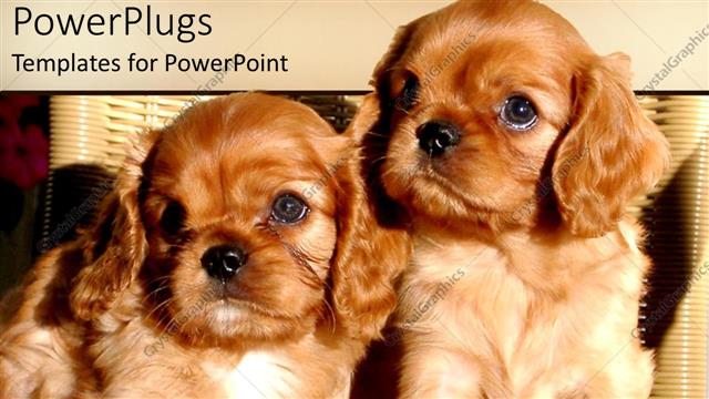  Presentation with cream - Picture of two brown hairy puppies with cream colored blinds behind