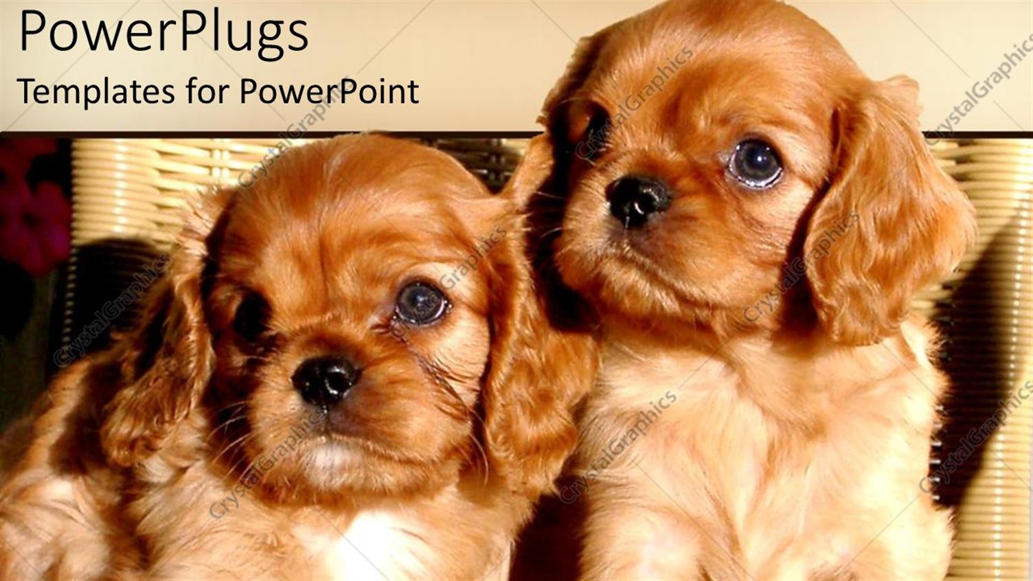 Premium Template for PowerPoint & Google Slides 