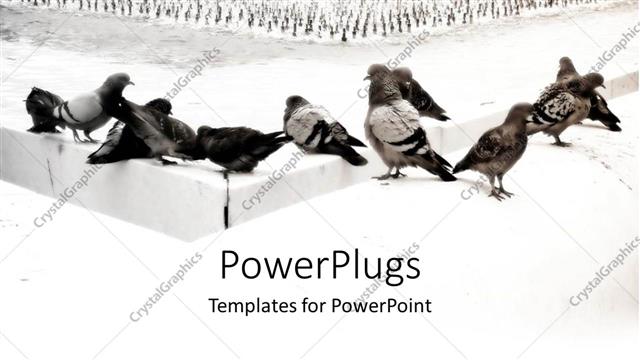  Presentation with water fountain - Pigeons drinking water from a fountain