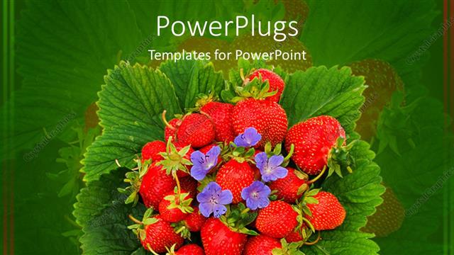  Presentation with strawberries - Pile of ripe red strawberries with small purple flowers and green leaves