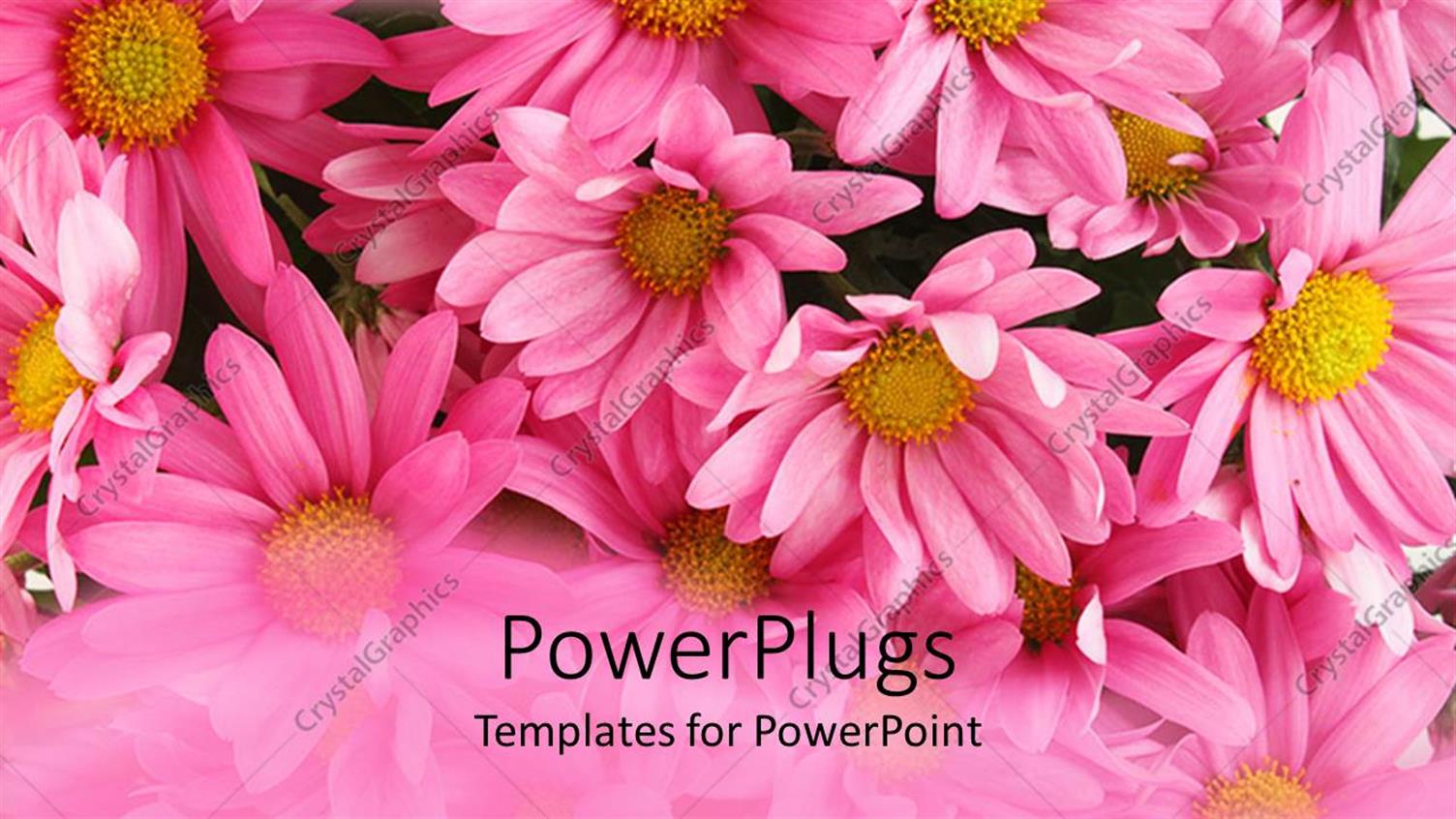Featuring Pink Background of Low Growing fLowery Plant Indicating Spring