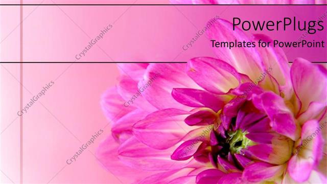 Presentation with pink - A pink flower blossoming with its reflection in the background