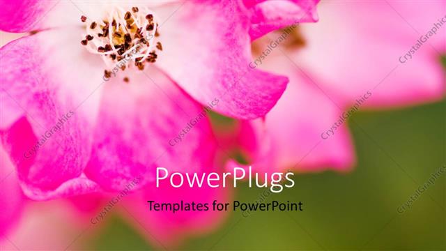  Presentation with chrysanthemum - Pink flower of chrysanthemum with green garden