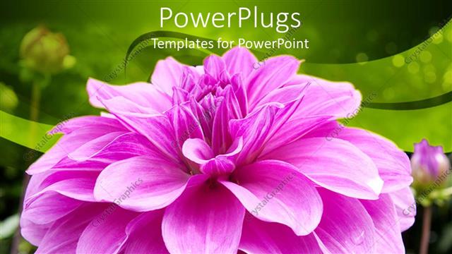  Presentation with bloom - A pink flower with green background