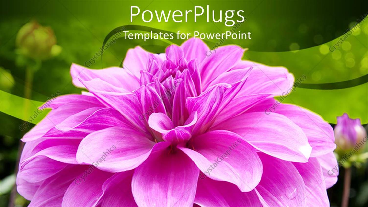 Premium Template for PowerPoint & Google Slides 