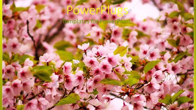  Presentation with green tree - Pink flowers on blossoming apple tree with green leaves