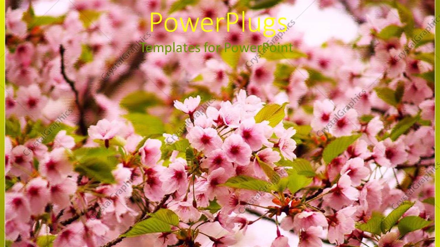 Premium Template for PowerPoint & Google Slides 