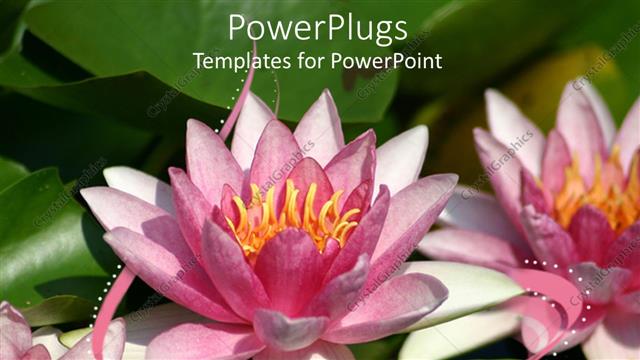  Presentation with lily - Pink water lily flowers close up with green leaves