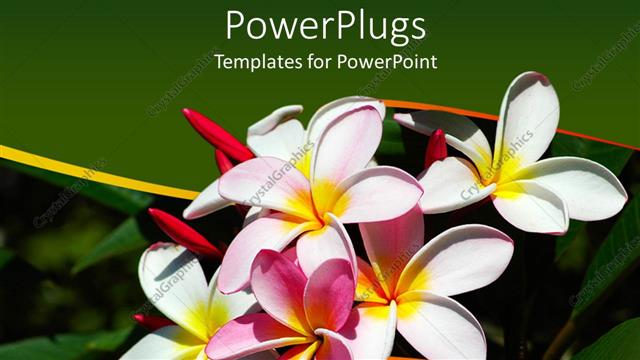  Presentation with frangipani flowers - Pink and white frangipani flowers, green wave border