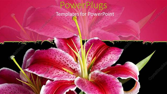  Presentation with pink black - Pink and white lily on black and pink background