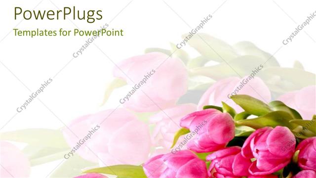  Presentation with tulips - Plain white background with bright pink tulips?