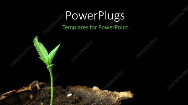  Presentation with plant growth - A plant with a dark background