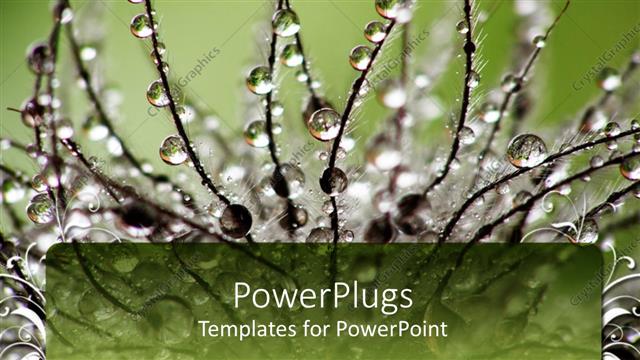  Presentation with water plant - A plant with dew drops and a greenery in the background