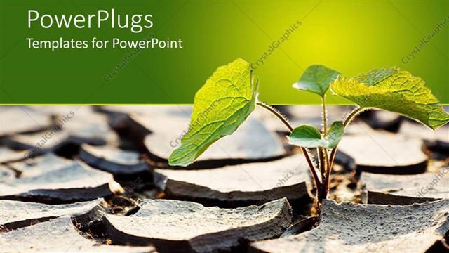  Presentation with growing - A plant growing up during a drought with greenish background