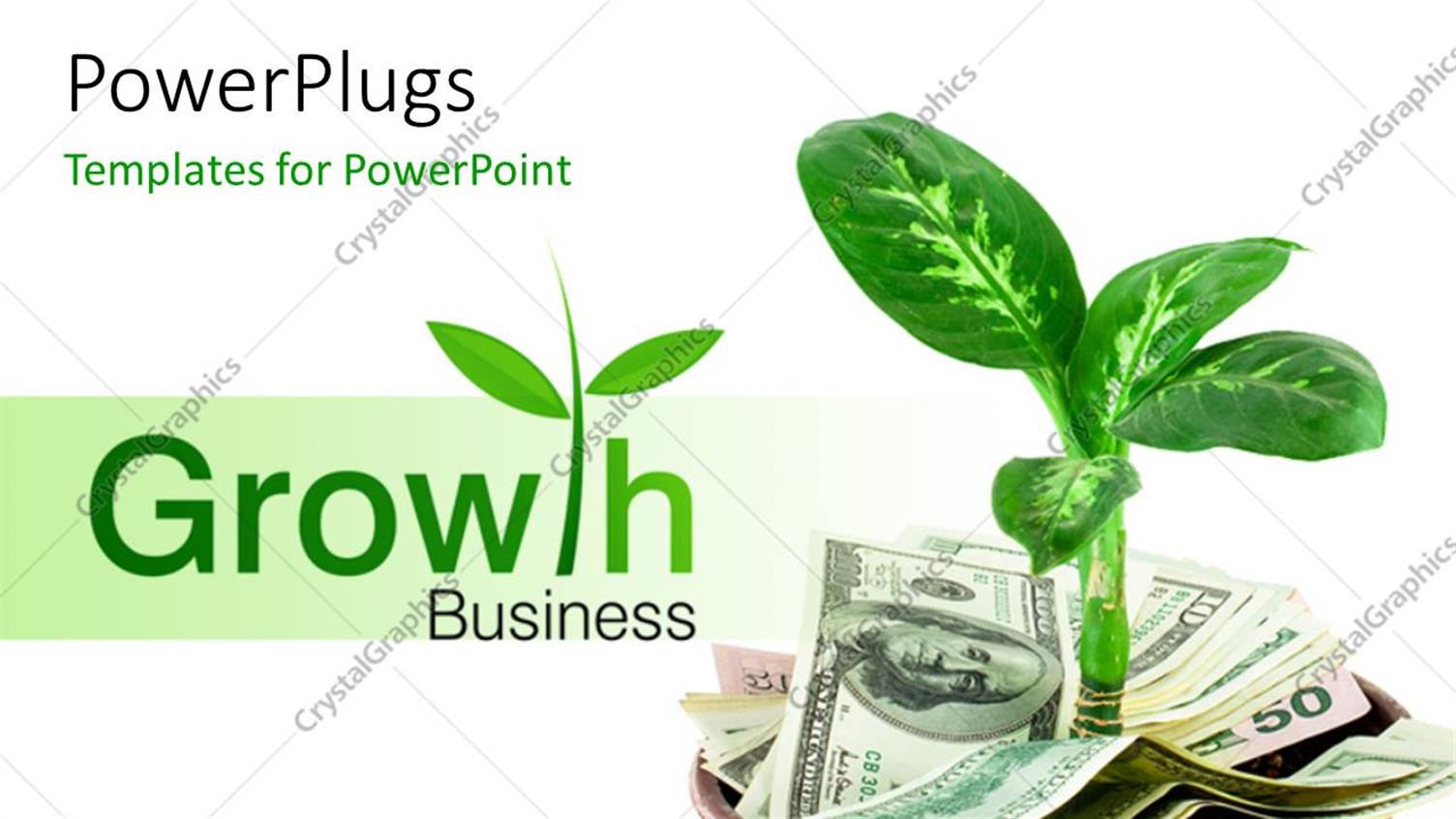 Featuring a Plant in the Pot with White Background and Place for Text