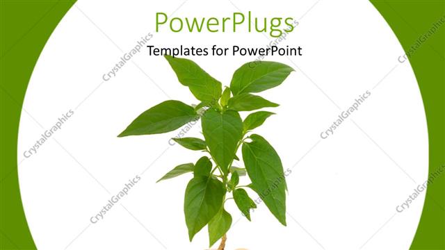  Presentation with investments - Plant rising from a pile of golden coins depiction of profit investments success with white color