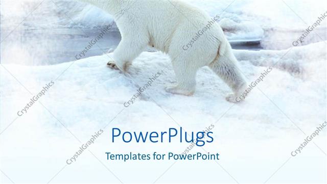  Presentation with polar bear - A polar bear with snow in the background