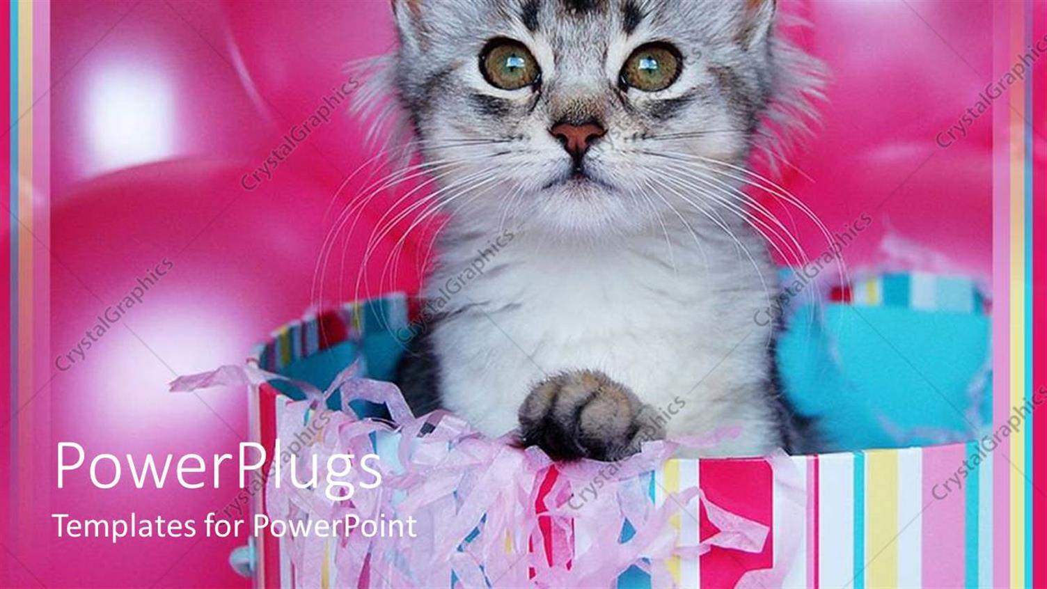 Featuring Pretty Ash Colored Cat in a Multi Colored Shopping Bag