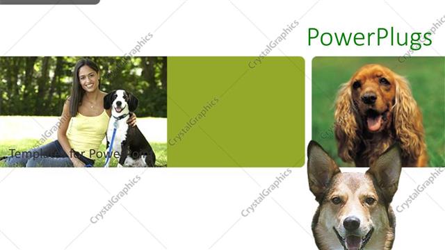  Presentation with pet - Pretty woman in green sitting with a dog with two other dogs