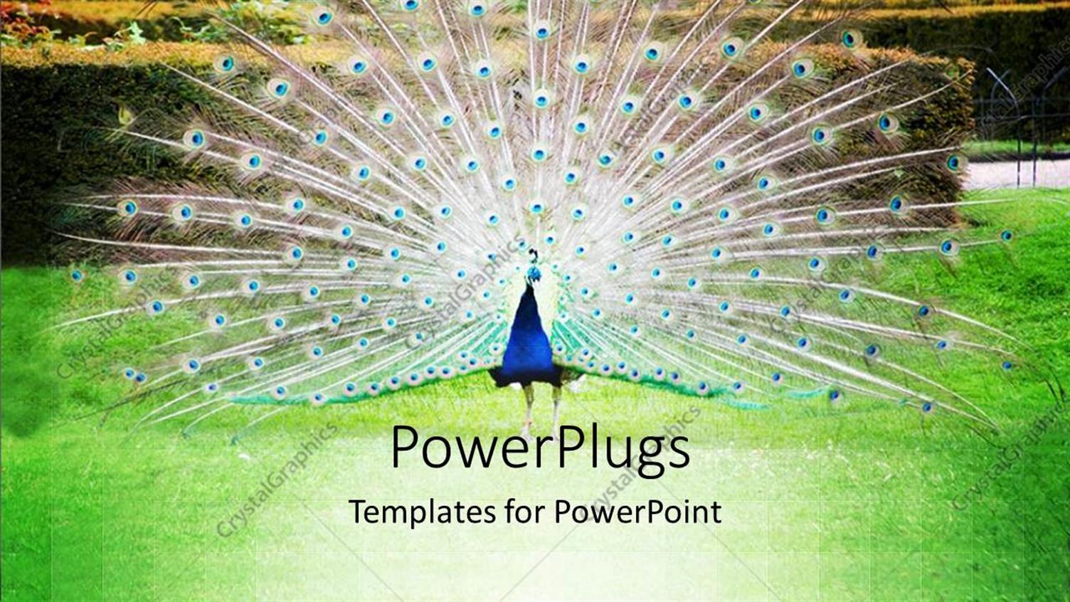 Premium Template for PowerPoint & Google Slides 