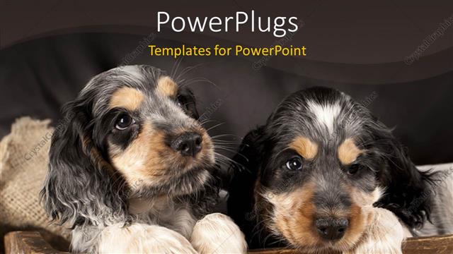  Presentation with english - Puppy English cocker spaniel with black color