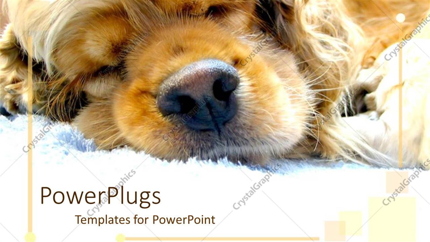 Premium Template for PowerPoint & Google Slides 