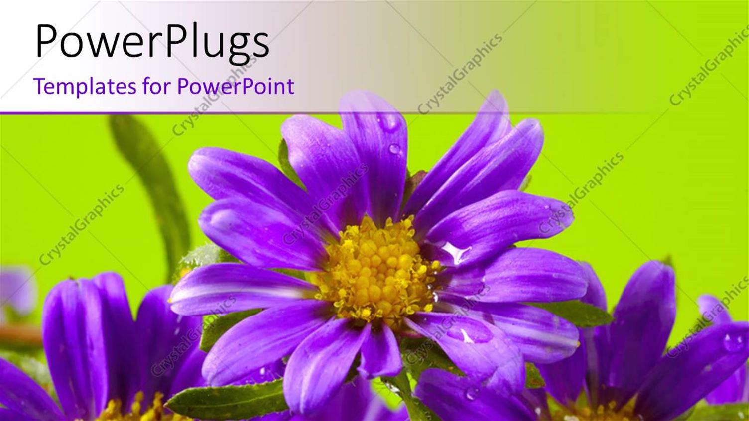 Premium Template for PowerPoint & Google Slides 