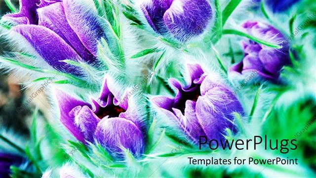  Presentation with purple flowers - Purple flowers with greenery in the background