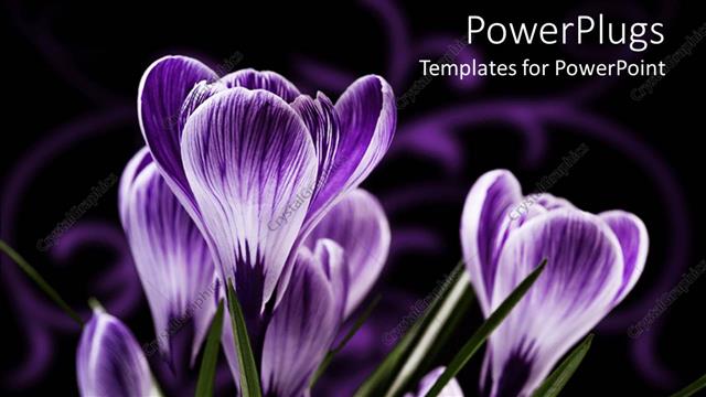  Presentation with purple green - Purple flowers with streaks of green grass on a black background