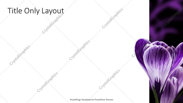 Title Only presentation slide layout