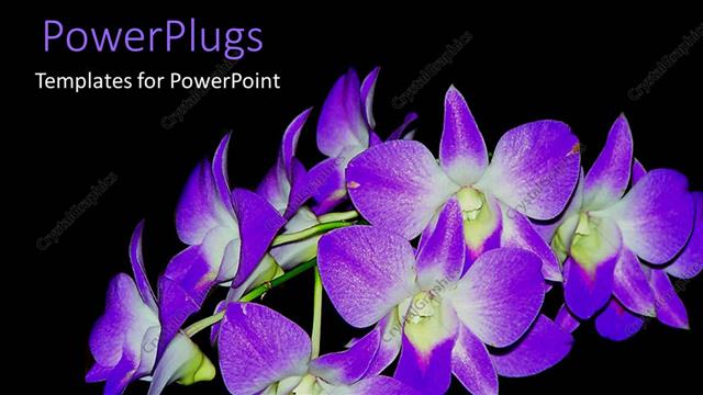  Presentation with bloom - Purple orchids in bloom on black background