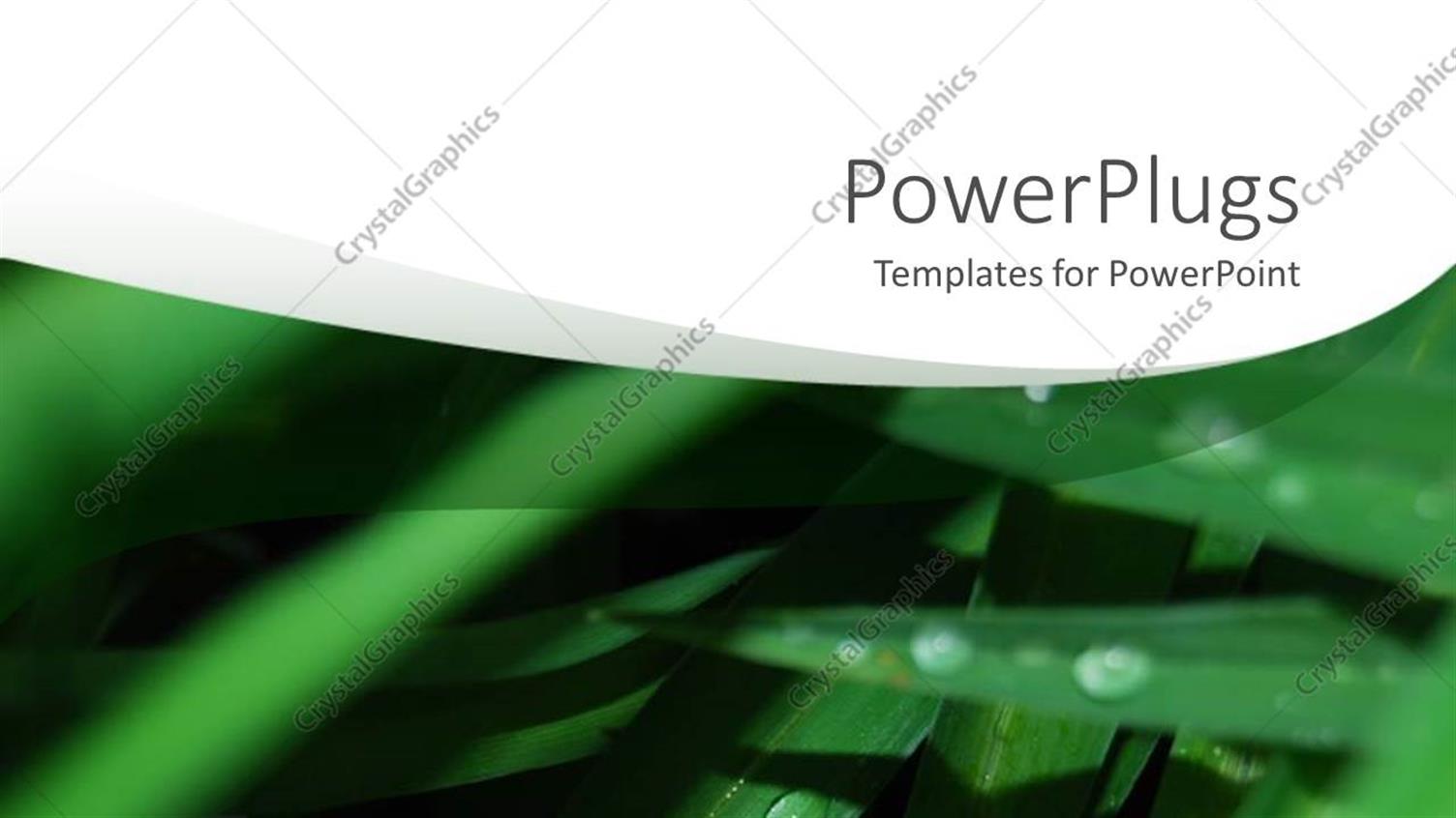 Premium Template for PowerPoint & Google Slides 