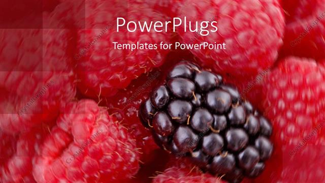  Presentation with blackberry - Raspberries on swirled background and one blackberry on top of the raspberries