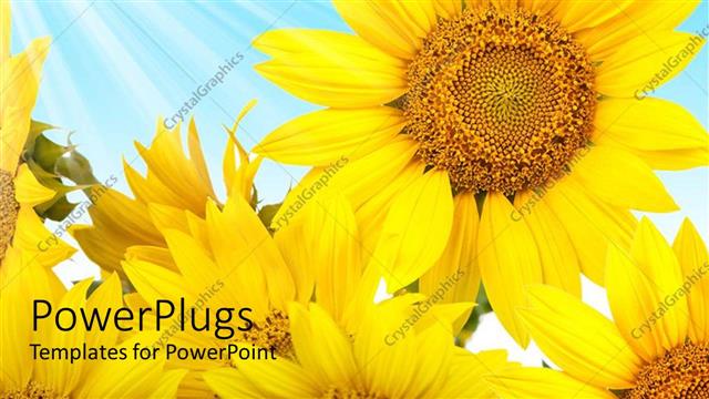  Presentation with shining light - Rays of light shining on large yellow flowers with blue background