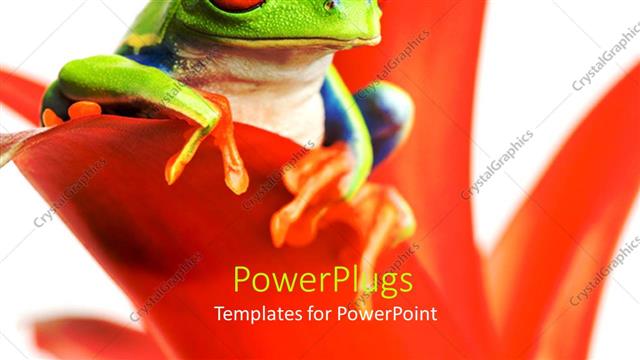  Presentation with frog - Red-eyed tree frog perch on red leaf