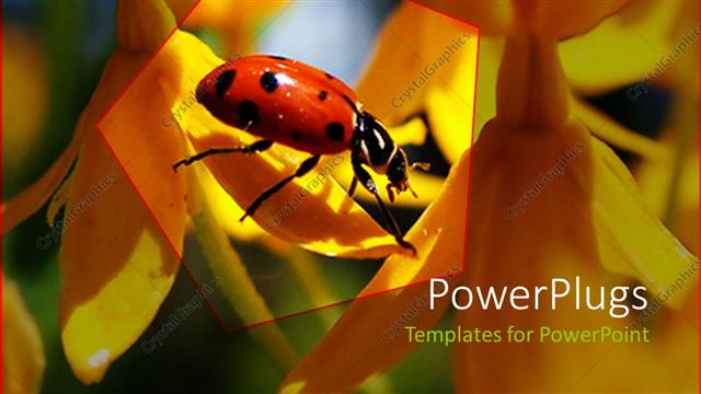  Presentation with ladybug - Red and black ladybug on petal of yellow orange flower