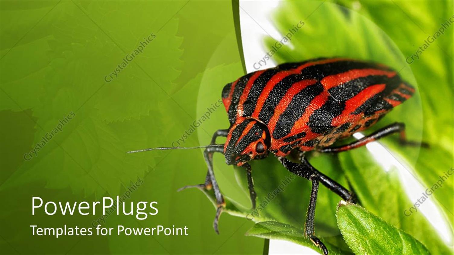 Featuring Red and Black Striped Insect on Green Leaves with Green Background