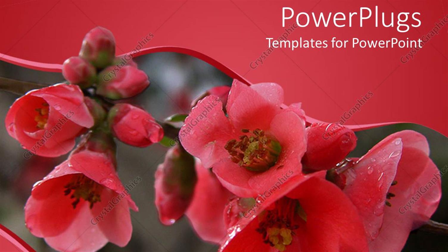 Premium Template for PowerPoint & Google Slides 