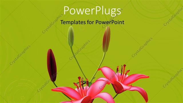  Presentation with lily flower - Red color lily blossom with green color