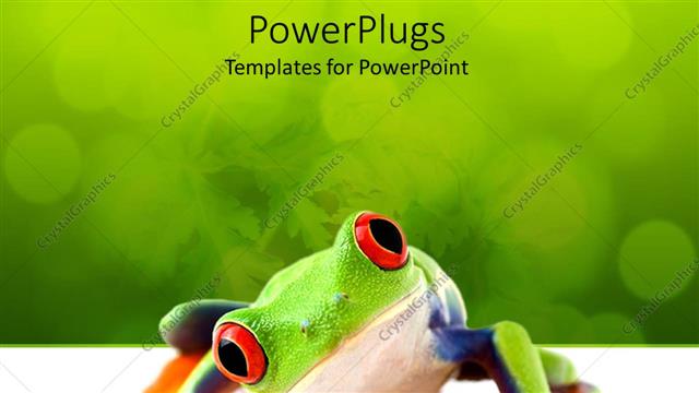  Presentation with frog - A red eyes frog looking into camera with the green background