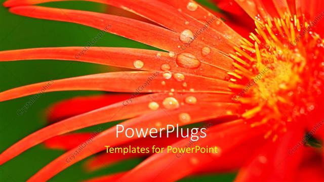 Presentation with water droplets - A red flower with water droplets and greenish background