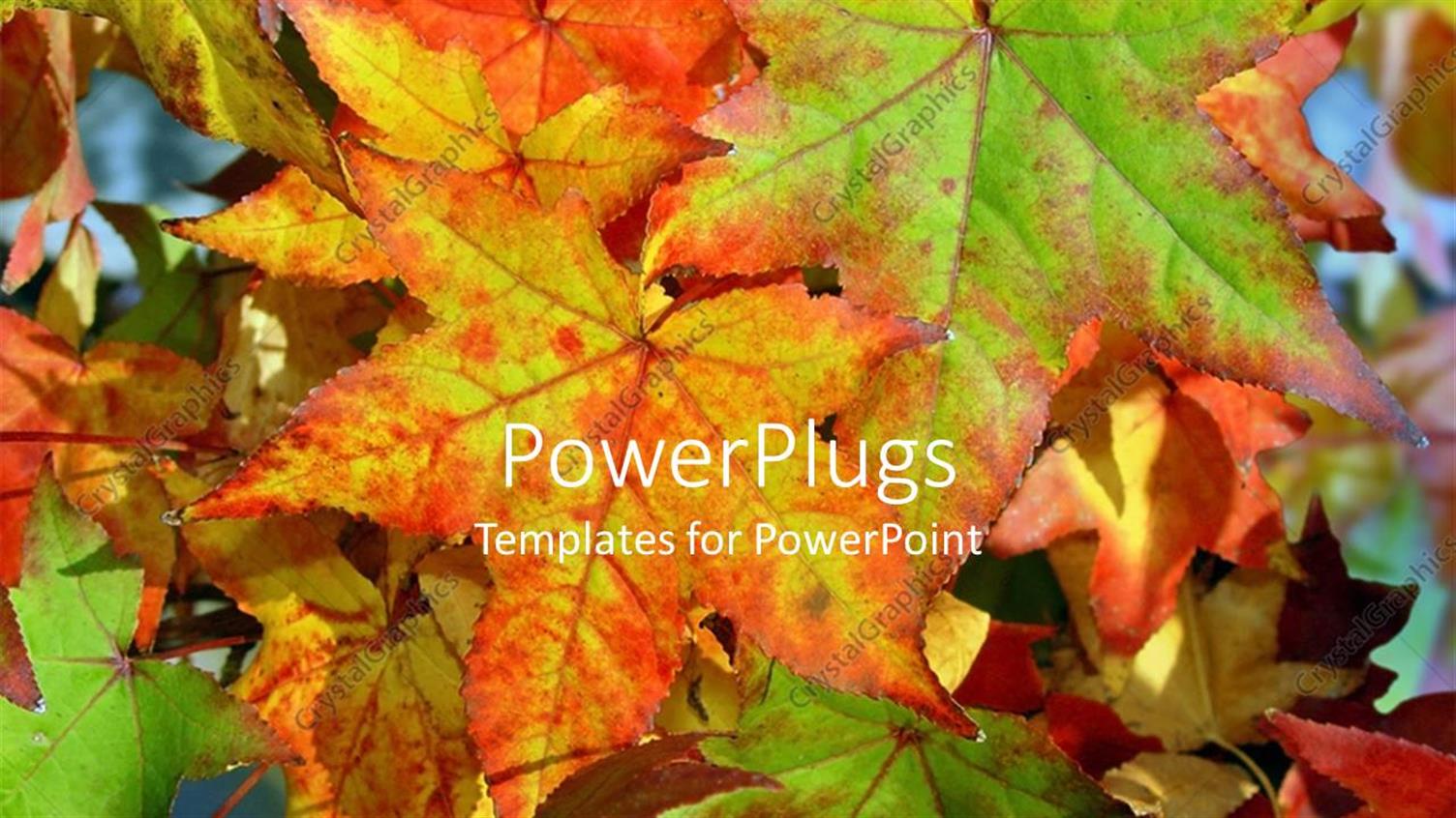 Premium Template for PowerPoint & Google Slides 