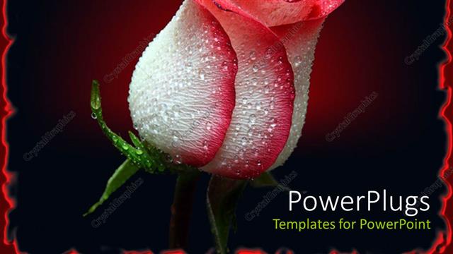  Presentation with white rose - Red and white rosebud with black background and red border