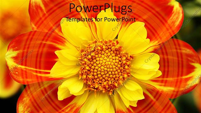  Presentation with dahlia - Red and yellow dahlia close up