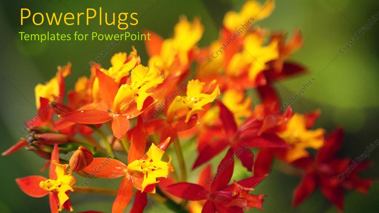 Premium Template for PowerPoint & Google Slides 