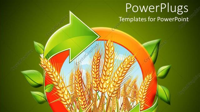  Presentation with orange arrows - Riped yellow wheat with bright sky in the background displayed in an orange circle with green leaves and arrows on green background