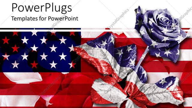  Presentation with rose flower - Rose in American flag color on American flag