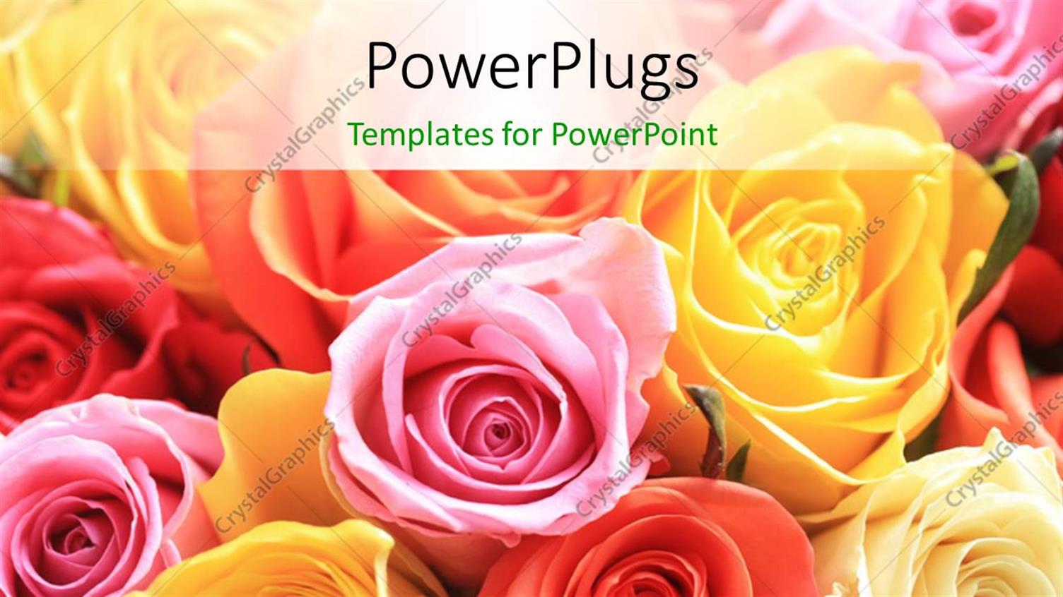 Premium Template for PowerPoint & Google Slides 